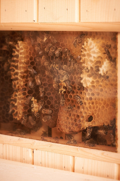 Med v neskorej jeseni: dar z úľa pripravený pre vás